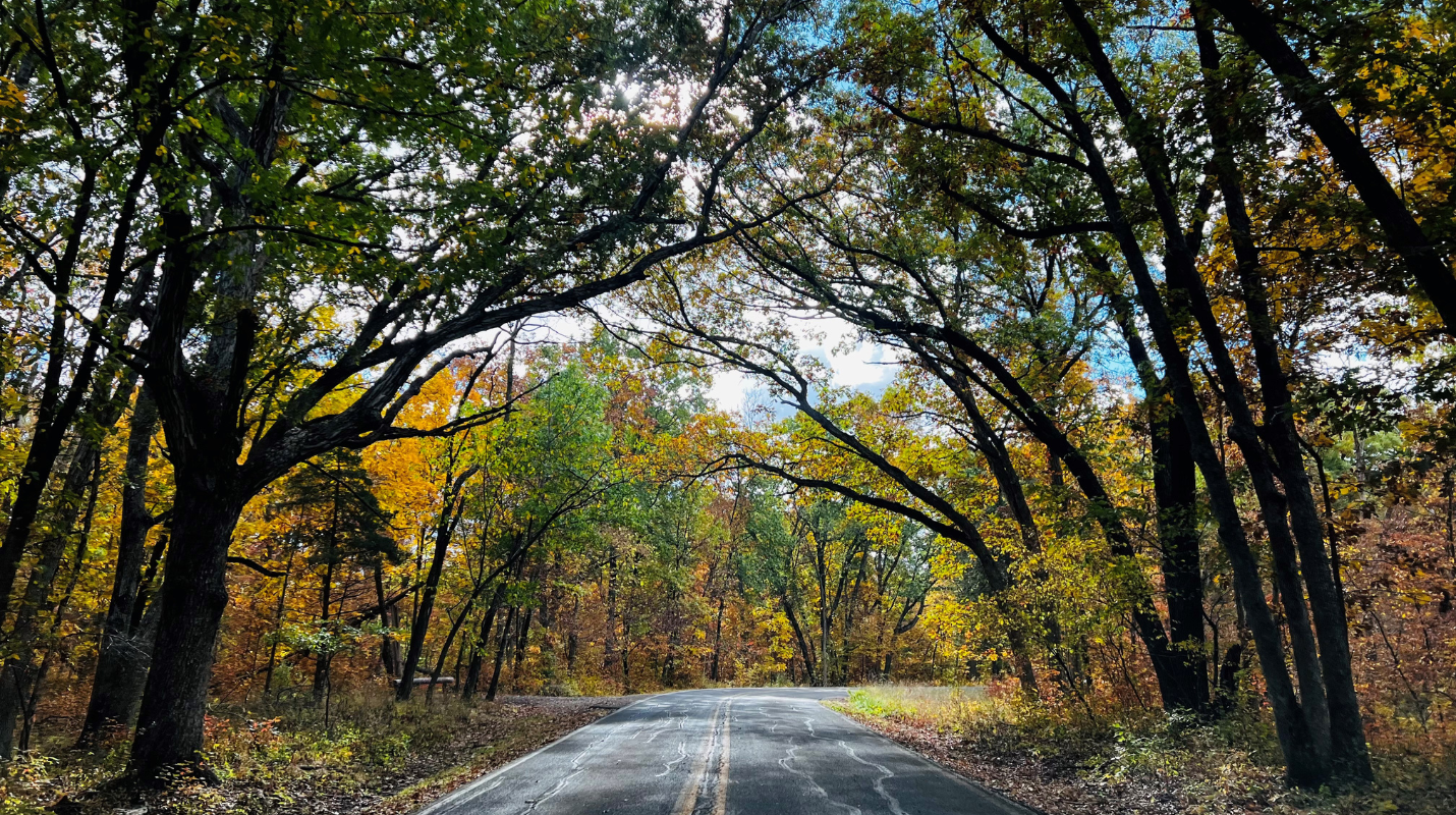Curvy road with fall trees